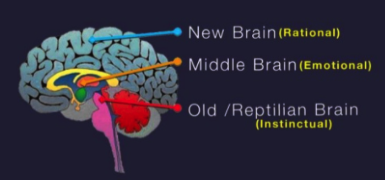 Top 5 Proven Neuromarketing Strategies Every Marketer Should Know About 2 Parts of brain